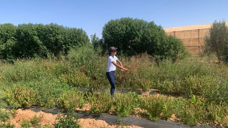 NextImg:This Moroccan startup is growing crops in the desert | CNN Business