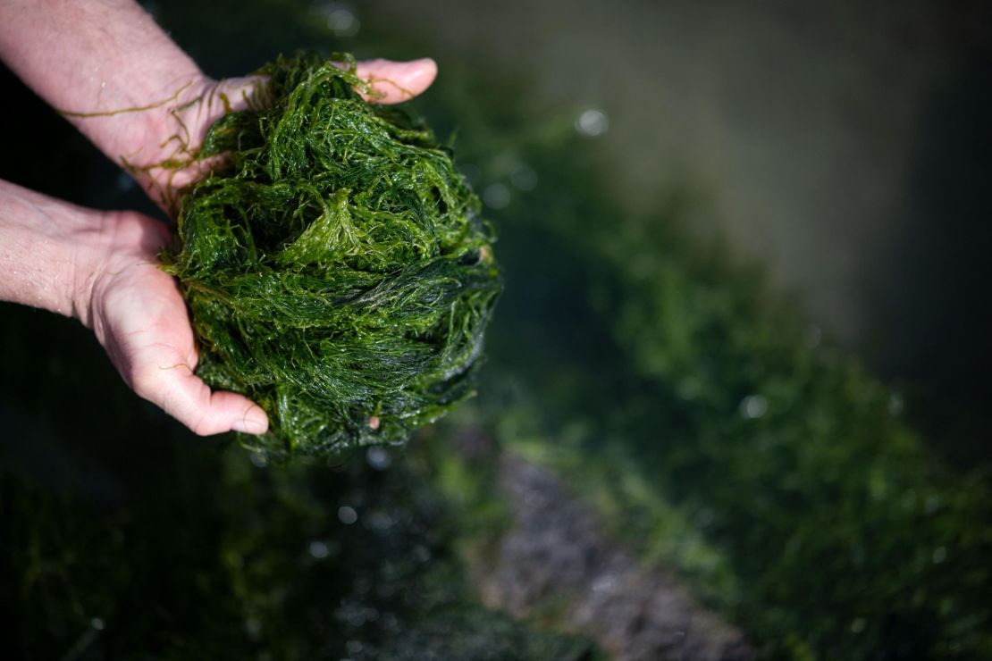 Seaweed farmer Jean-Marie Pedron picks edible seaweed Ao-Nori along a beach of le Croisic, western France on March 2021, following an order from a three stars chef. - In the sea farm 