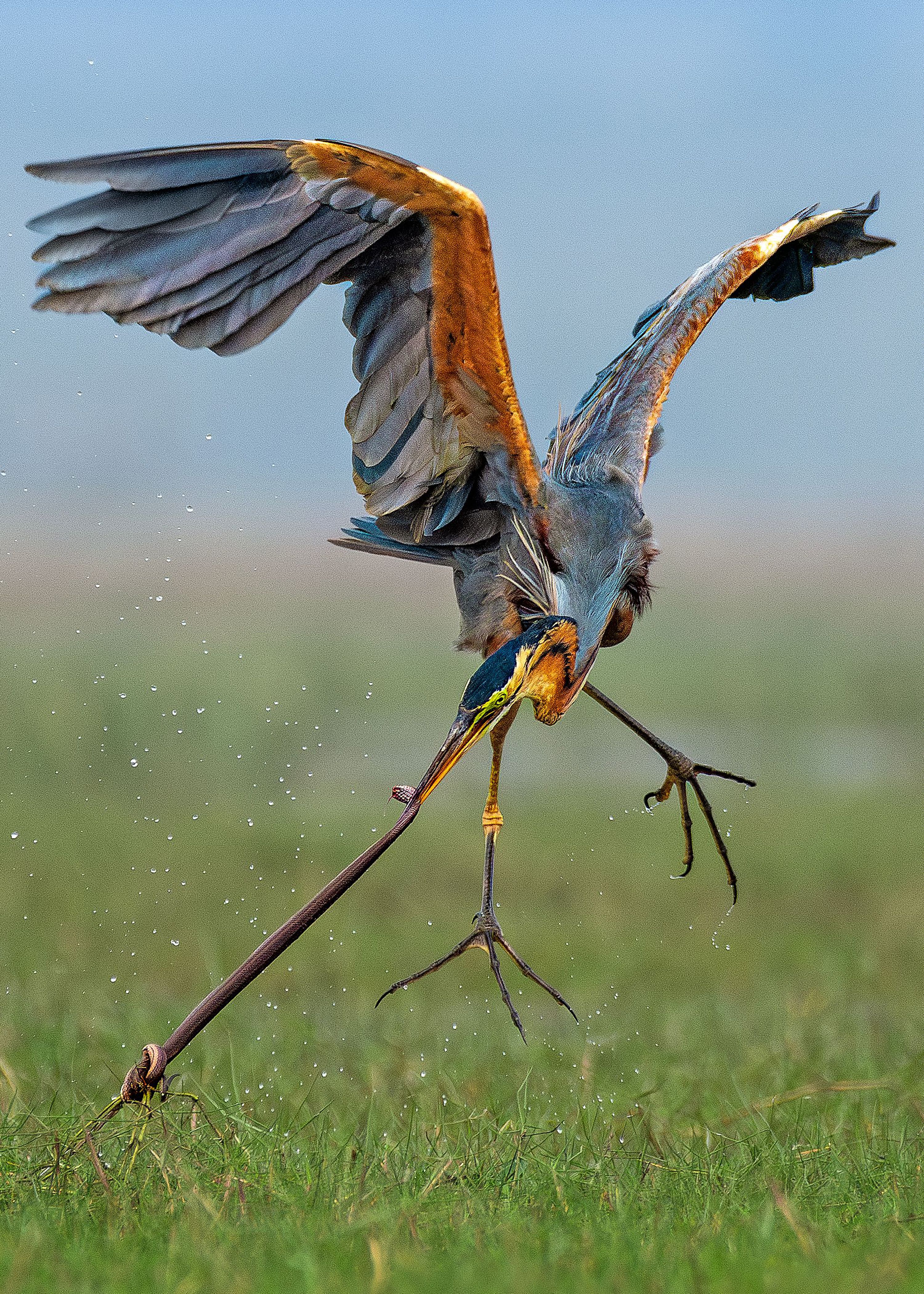 A heron attempts to pluck a water snake from a wetland in Odisa, India.