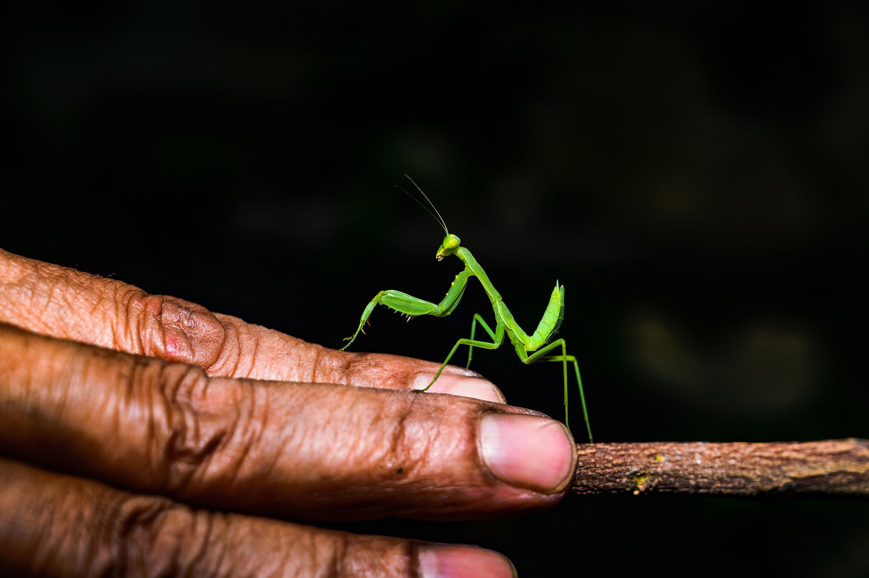 A praying mantis climbs onto a man's hand in India.