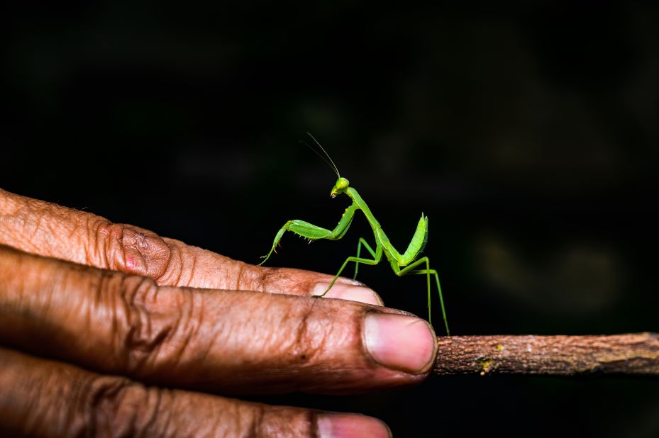 A praying mantis climbs onto a man's hand in Tehatta, India, on Sunday, October 15.