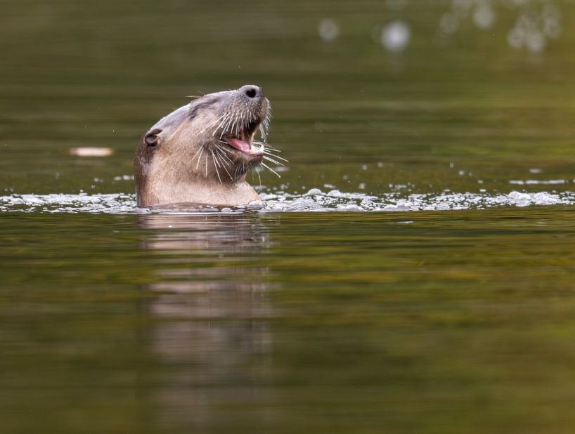 A river otter hunts crayfish in the Umpqua River near Elkton, Oregon, on Wednesday, October 18.