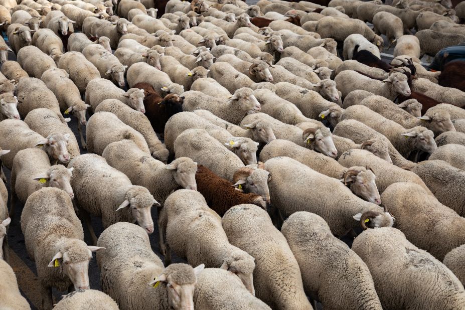 A flock of sheep travels through Guadarrama, Spain, on its way to new pastures on Sunday, October 15.