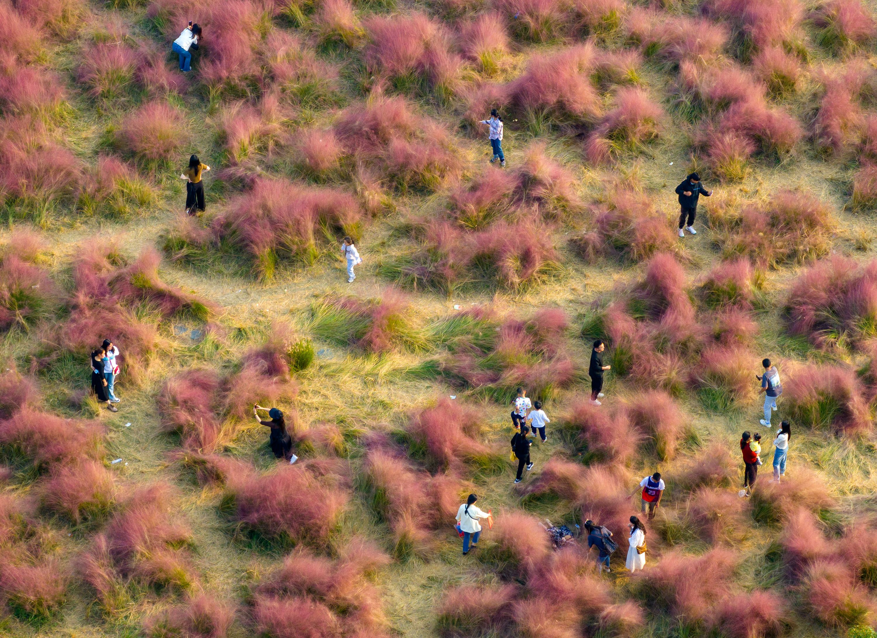 Tourists walk through a field of pink grass in Huai'an City, China.