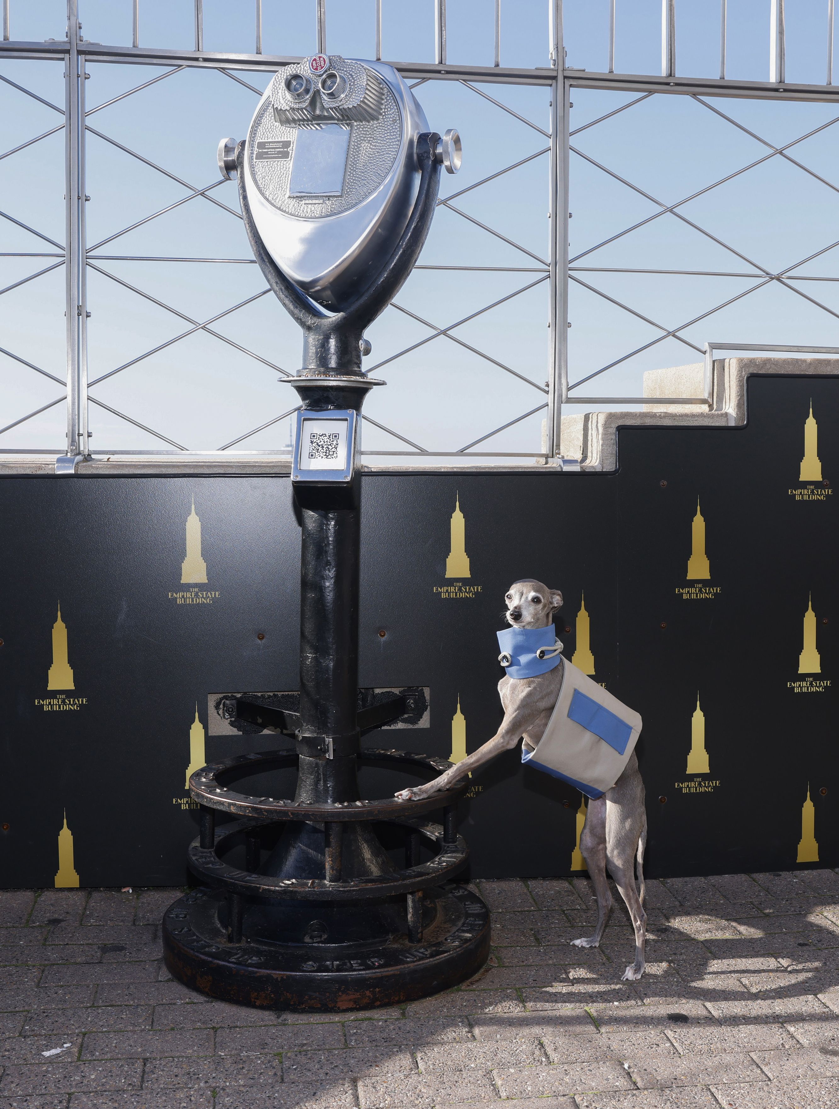 A dog named Tika the Iggy visits the Empire State Building.