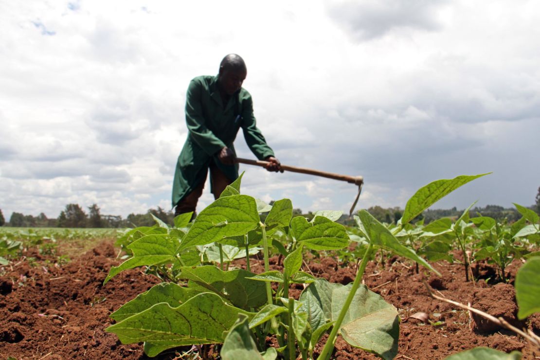     A Kenyan farmer works in a field growing PABRA beans.