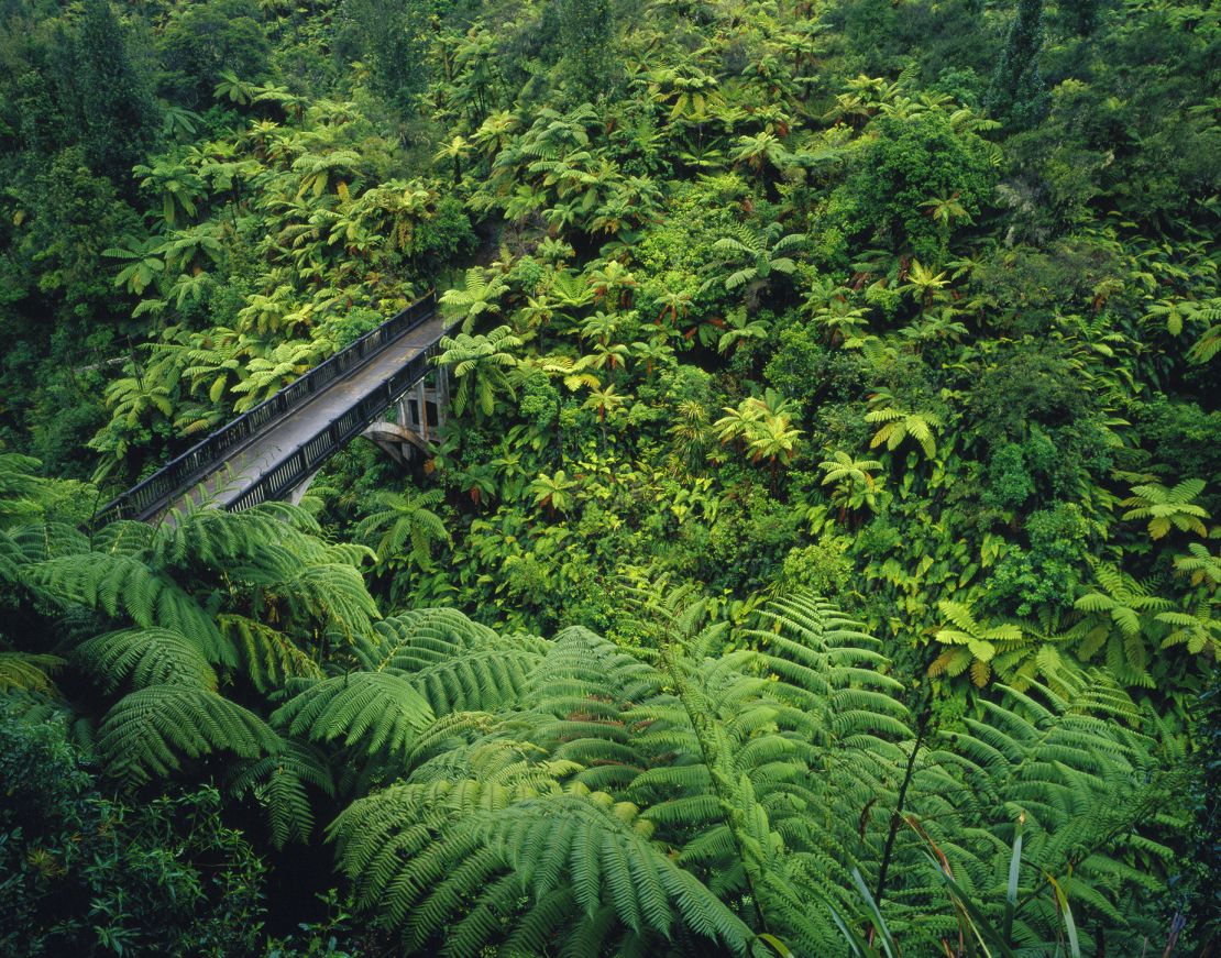DFP065 Bridge to Nowhere Whanganui National Park New Zealand