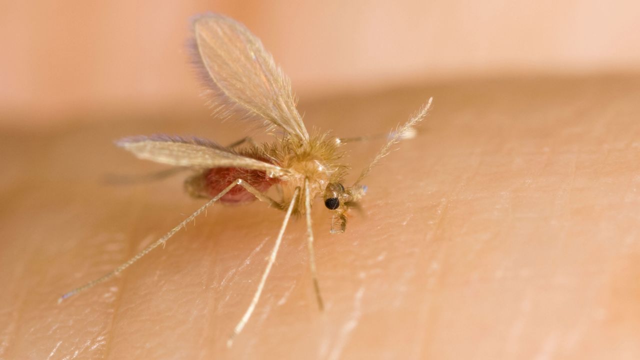 BD249G female Phlebotomine sand fly (Phlebotomus perniciosus) biting a human arm
