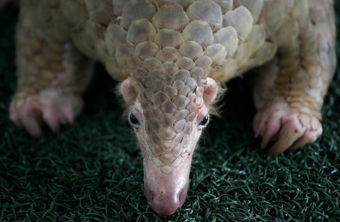 A Thai customs official displaying one of 136 pangolins seized in Bangkok in 2017. Pangolins are the most illegally traded wild mammals on Earth, according to experts.