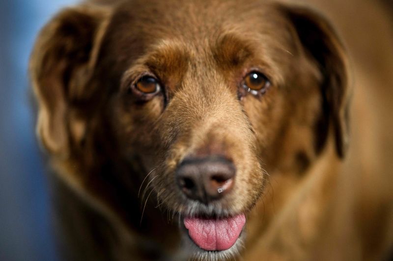 Bobi the world s oldest dog ever dies aged 31 CNN