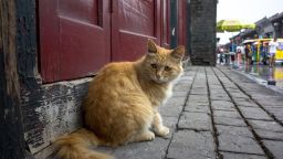 A cat on an ancient street in China. 