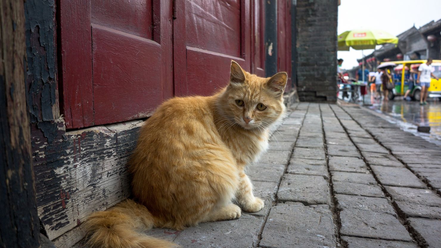 A cat on a street in China