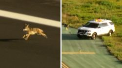 Airport Coyote Chase 4