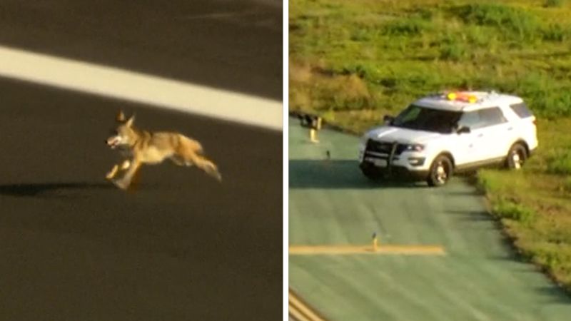 a coyote outrun police on an airport runway