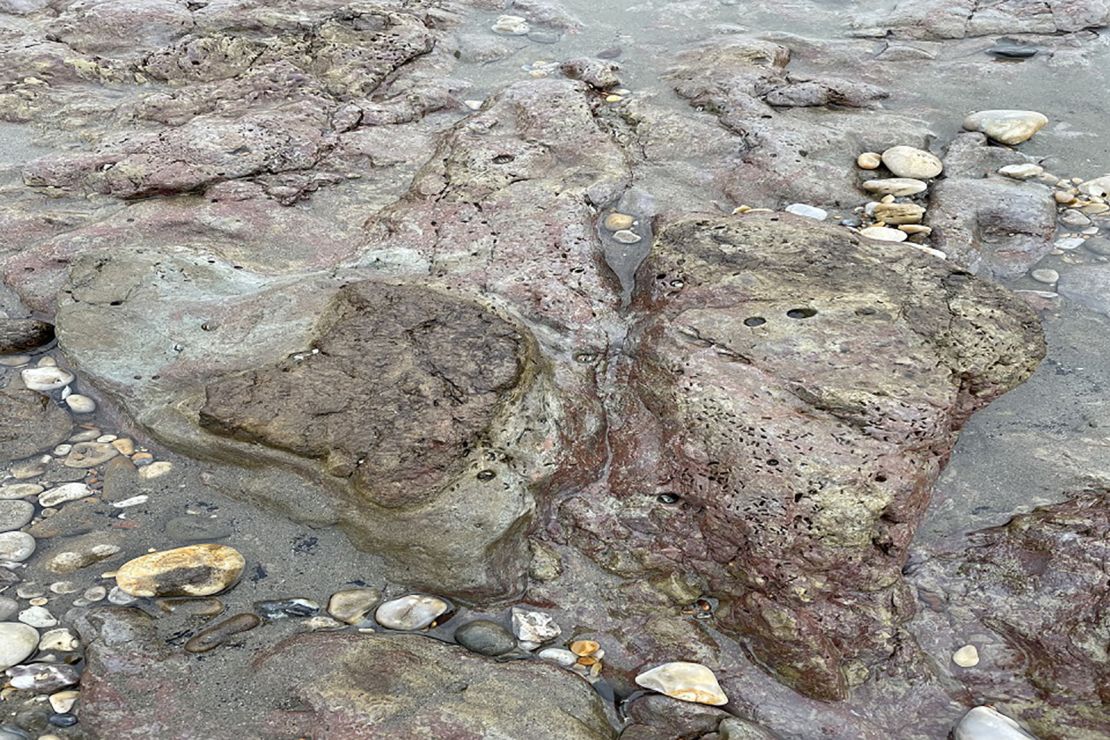 The dinosaur footprints were dicovered on a beach next to a café, a car park and a bus stop.