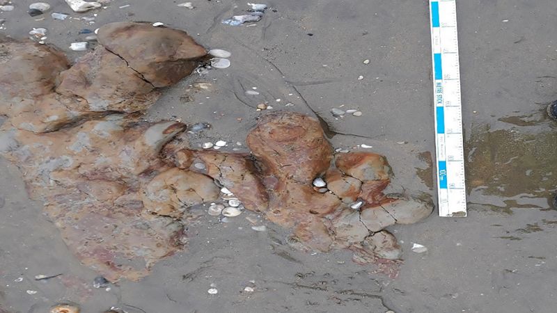 Er zijn voetafdrukken van dinosaurussen ontdekt op een strand op het Isle of Wight, Engeland Er zijn voetafdrukken van dinosaurussen ontdekt op een strand op het Isle of Wight, Engeland