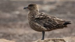 This picture shows a Falkland Skua.