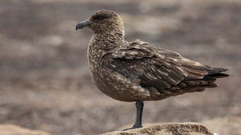 Първите случаи на птичи грип са открити при морски птици