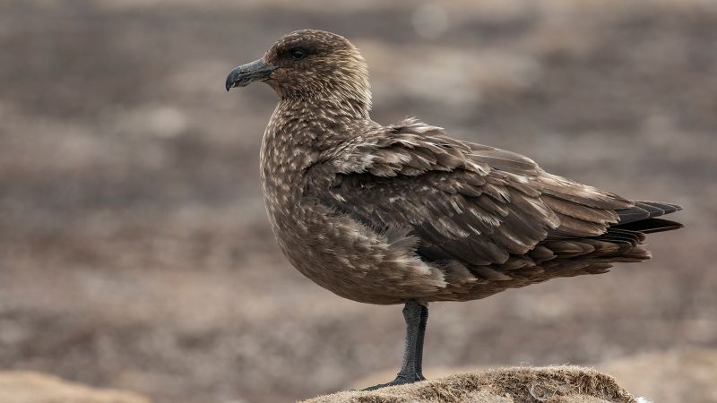 La gripe aviar detectada en la Antártida por primera vez, según el British Antártida Survey