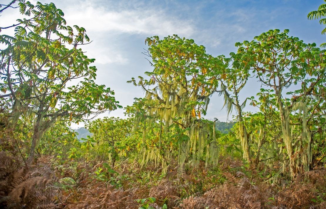 Pionneer Hagenia vegetation at Rwasenkoko, 2,350 m asl in eastern Nyungwe National Park.