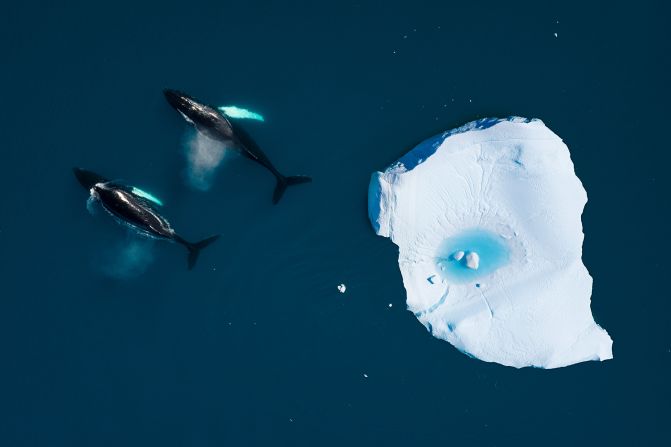 <strong>Greenland: </strong>Two Humpback whales swim among icebergs in the Arctic ocean, in Ilulissat, Greenland. 