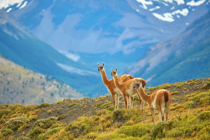 <strong>Patagonia, Argentina and Chile: </strong>Three guanacos in the spectacular Torres del Paine national park in Patagonia. 