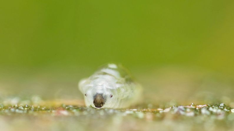 Some soil animals bear resemblance to those above the ground, like this larva of a Phronia species of fungus gnat, which looks strangely like a koala. 