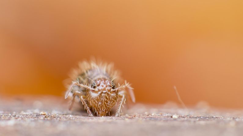 Discovering a world that is so little known is "a huge thrill," says Murray. He estimates he has discovered at least 30 new species. Pictured here, in Somerset, is Allacma fusca, one of the <a href="index.php?page=&url=https%3A%2F%2Fuk.inaturalist.org%2Ftaxa%2F356218-Allacma-fusca" target="_blank" target="_blank">largest globular springtails</a> in the UK.