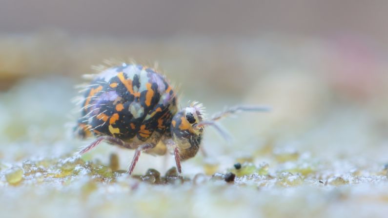 Springtails are Murray's favorite soil animal to photograph because of their array of colors and interesting faces. With specks of blue, purple, yellow and orange, this one -- a Katianna species photographed in Tasmania -- is one of the most unusual he has seen.