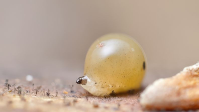 Through his photography Murray also captures the behavior of soil animals. Pictured here is a larva of an Epicypta species of fungus knat. Murray says that the roundness on top is a pile of frass, larval poo it constructs as a portable disguise. 