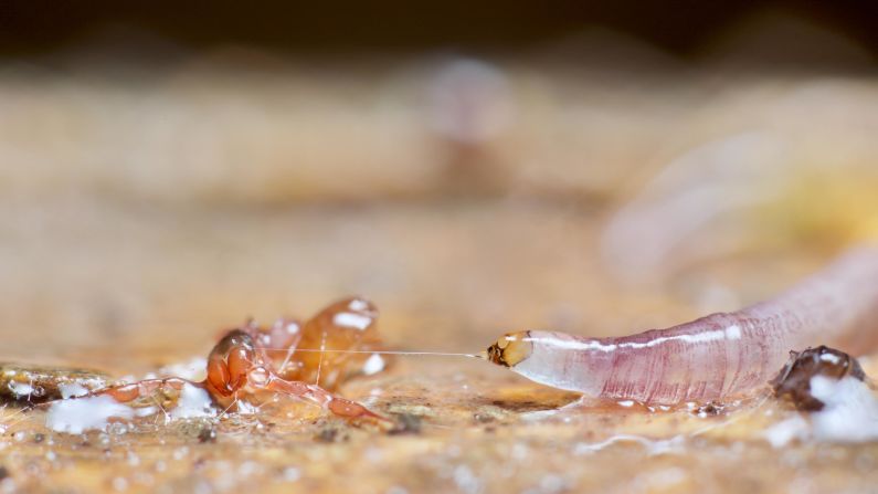 On <a href="https://www.instagram.com/soilanimals/" target="_blank" target="_blank">Instagram</a>, Murray explains the scenes behind the extraordinary photos. Here, a fungus knat larva ensnares a pseudoscorpion in sticky, toxic webbing squirted from its mouth.