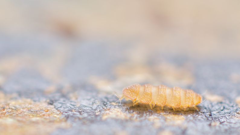 One of his most beloved UK species is a eurypauropod called Trachypauropus britannicus. About 1.5 millimeters long, they are easy to miss.