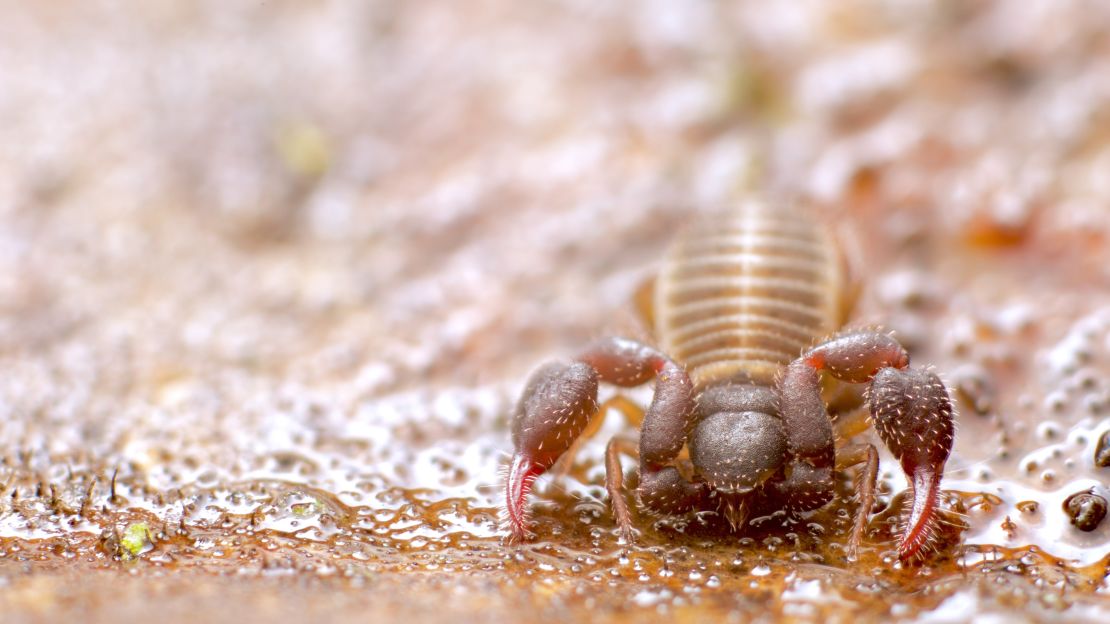 A pseudoscorpion photographed in the botanical gardens of Mexico City.
