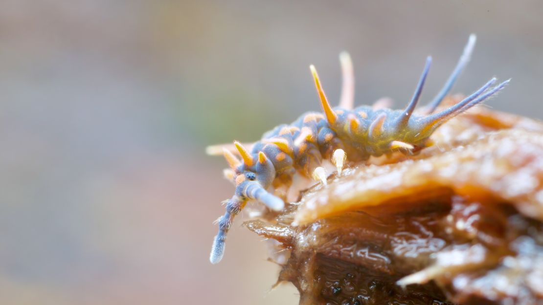 A giant springtail photographed in the temperate rainforest of Tasmania, Australia.