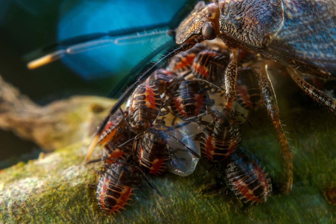 The overall winner of the European Wildlife Photographer of the Year 2023 competition, Javier Aznar González de Rueda captures a mother stink bug protecting her eggs in Ecuador's Yasuní National Park.