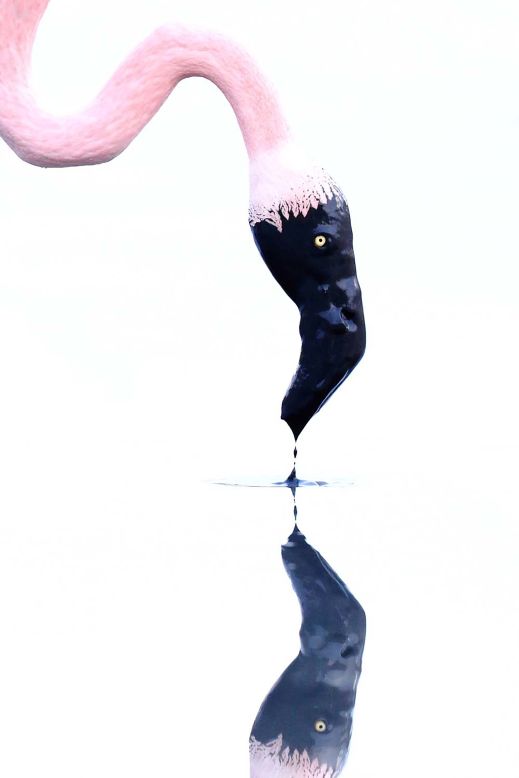 The competition had more than 18,000 entries. In this picture, taken in southern France, Jonathan Lhoir shows a pink flamingo searching for food in a muddy pond.