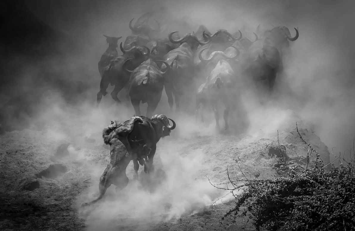 In Zimbabwe, a lion wrestles with a buffalo separated from the herd, photographed by Jens Cullmann.