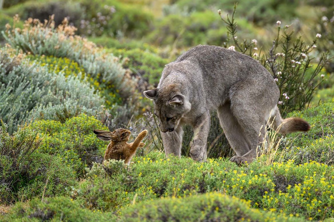 On the hunt, a female puma comes face-to-face with her prey in Chile, a moment captured by Bernd Nill.