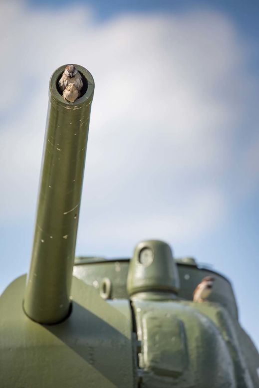 Felix Heintzenberg found these sparrows peeking out of an old Russian tank at a war memorial in Berlin.