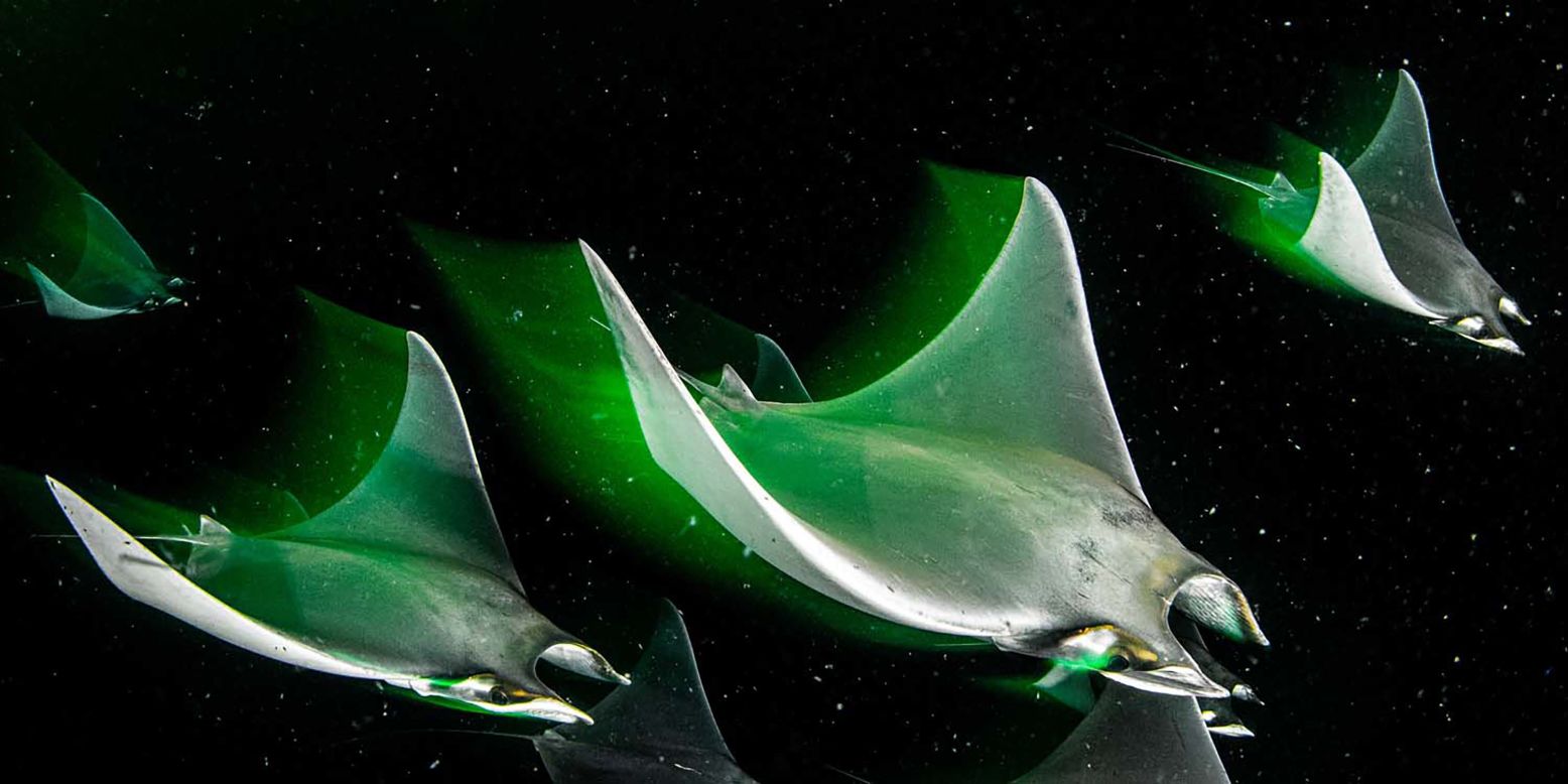 Catherine Holmes photographed these young Munk's devil rays feeding on plankton at night.