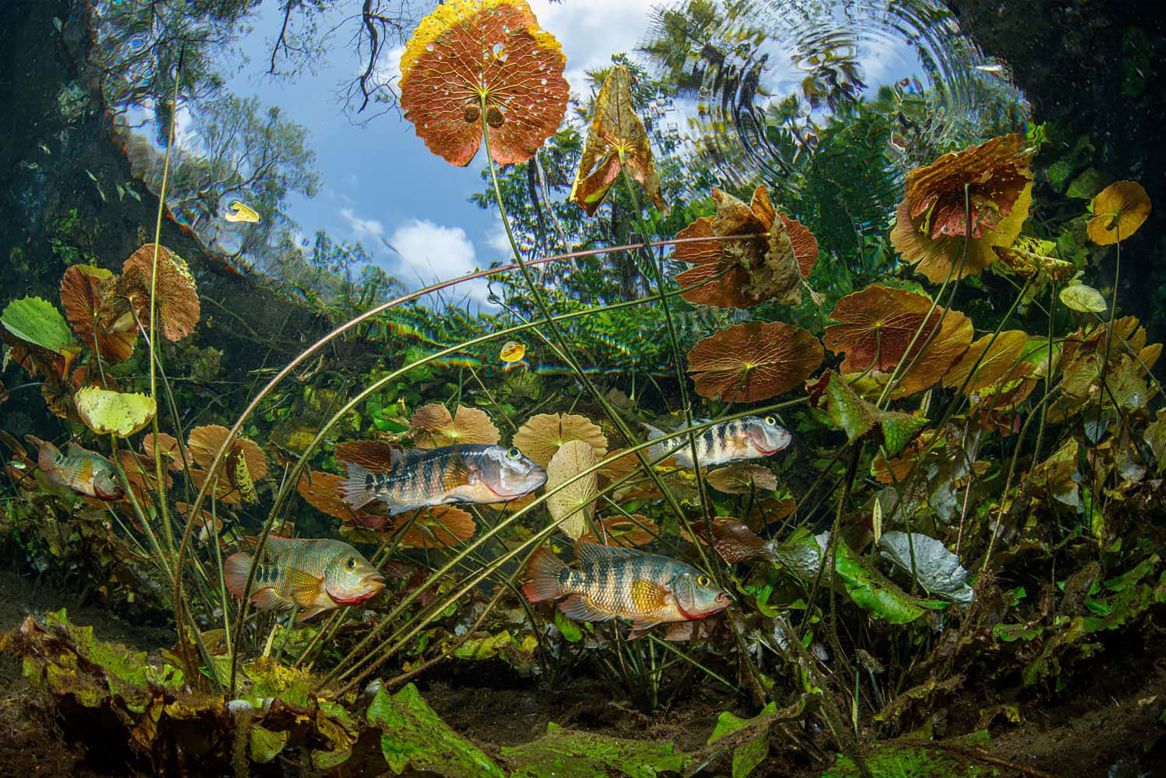 Franco Banfi found a group of Mayan cichlid fish gliding through water lilies in Mexico.
