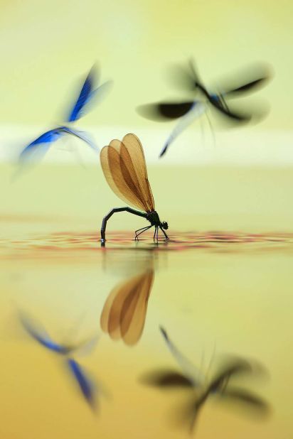 Marjan Artnak won the Other Animals category with this dragonfly dancing on water.