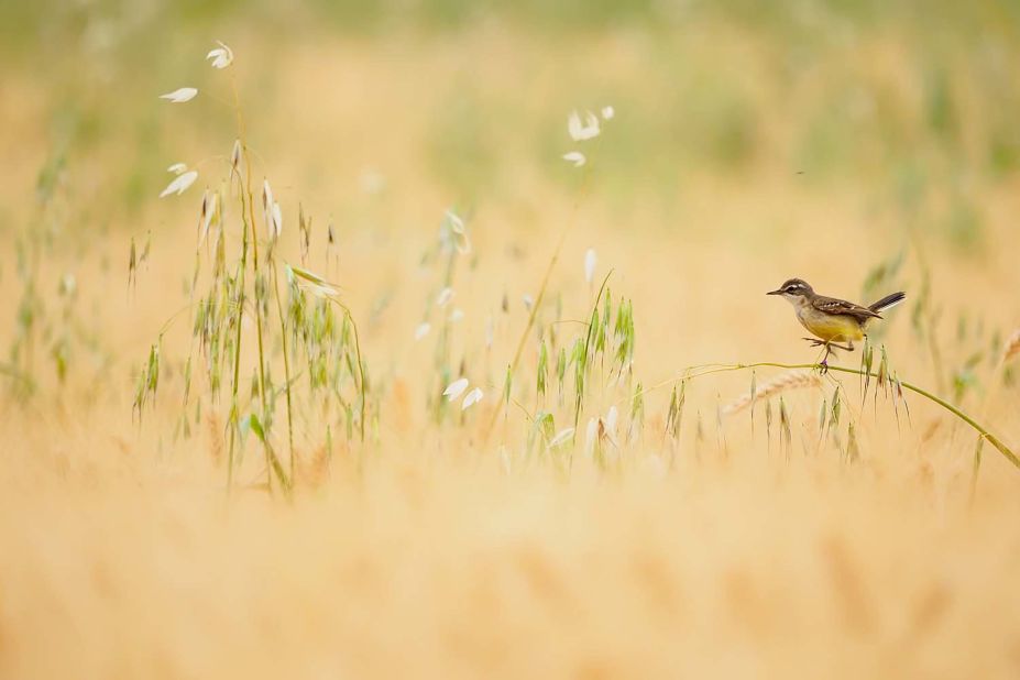 For the 14 years and under category, Alberto Román Gómez captured a western yellow wagtail hopping between stalks in this Spanish field.