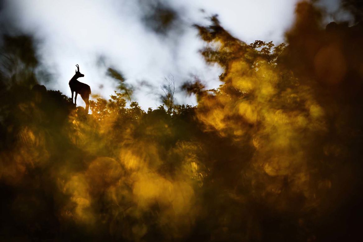 Anton Trexler caught this chamois taking in the views in Italy.
