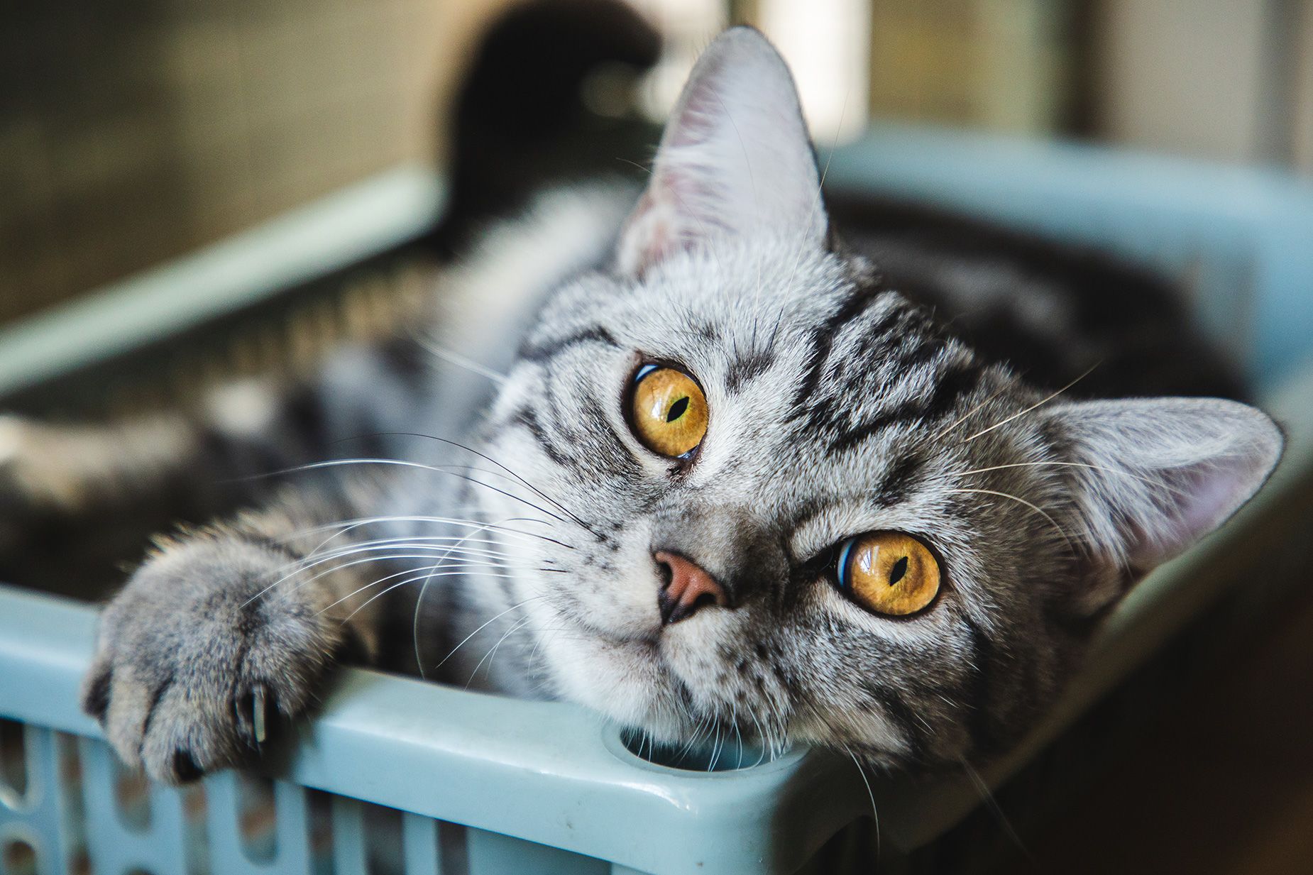 Do Cats Have Facial Expressions? Cats May Not Have a Poker Face After All