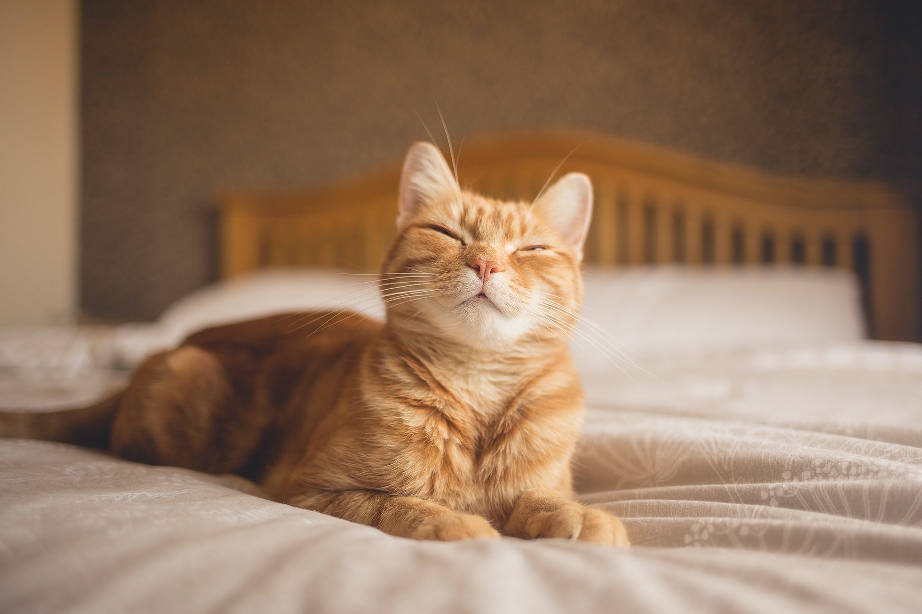 Do Cats Have Facial Expressions? Cats May Not Have a Poker Face After All