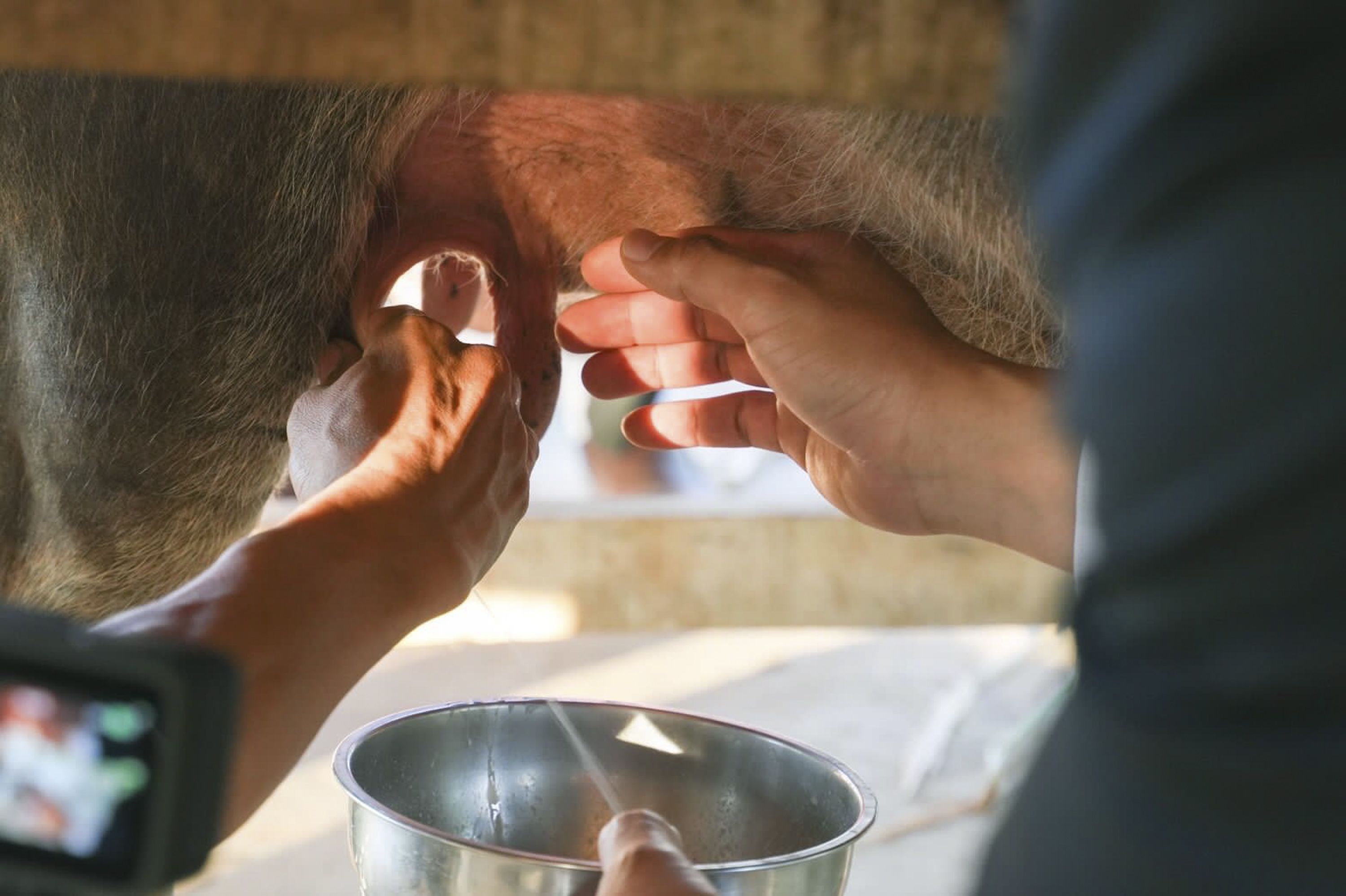 After a baby buffalo is born, the farm doesn't milk the mother for three weeks so that the baby can solely benefit from the mother's available nutrients.