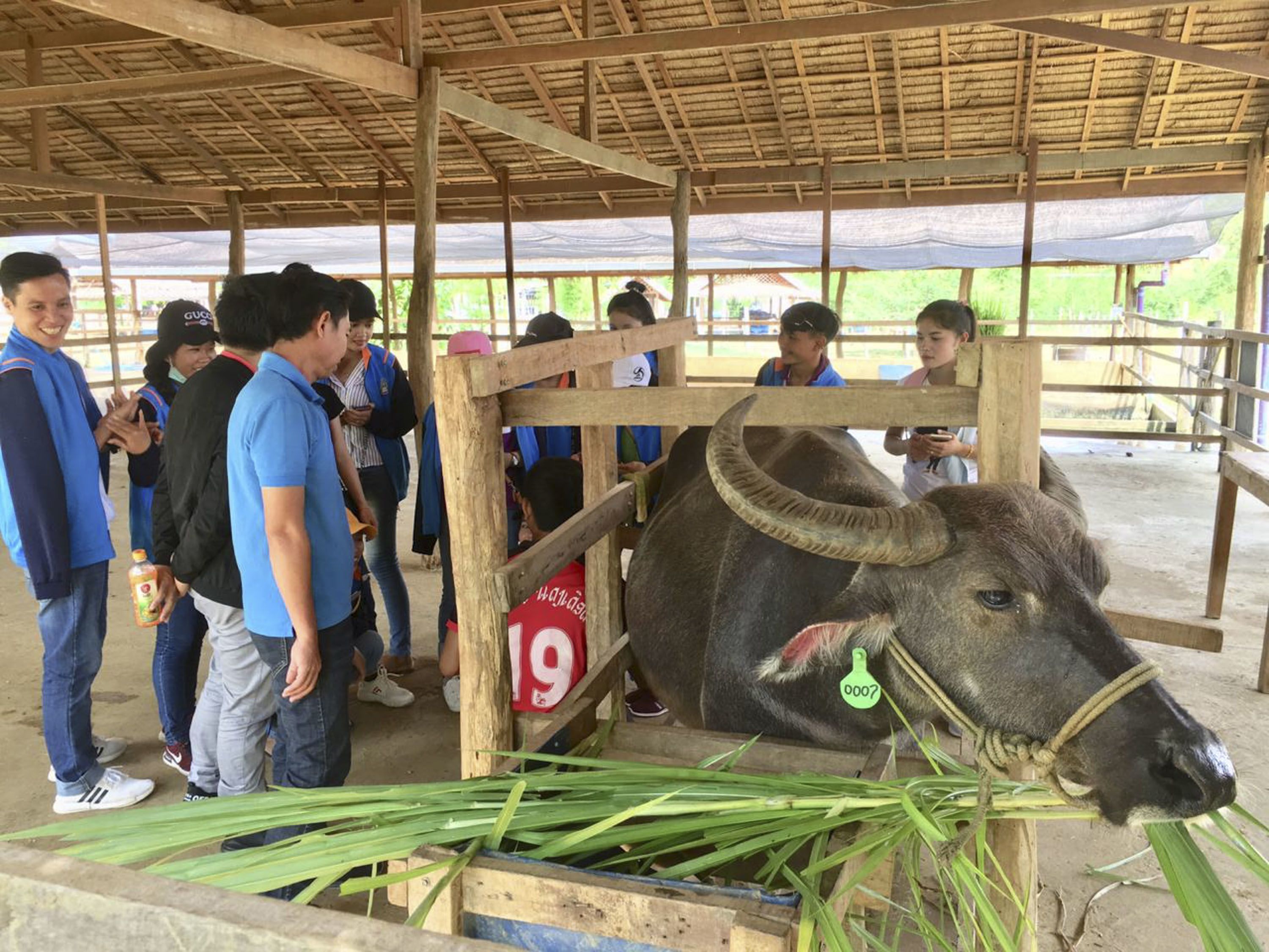 Villagers around Luang Prabang travel up to two hours to bring their pregnant buffalo to the farm, which will rent them for their milk.