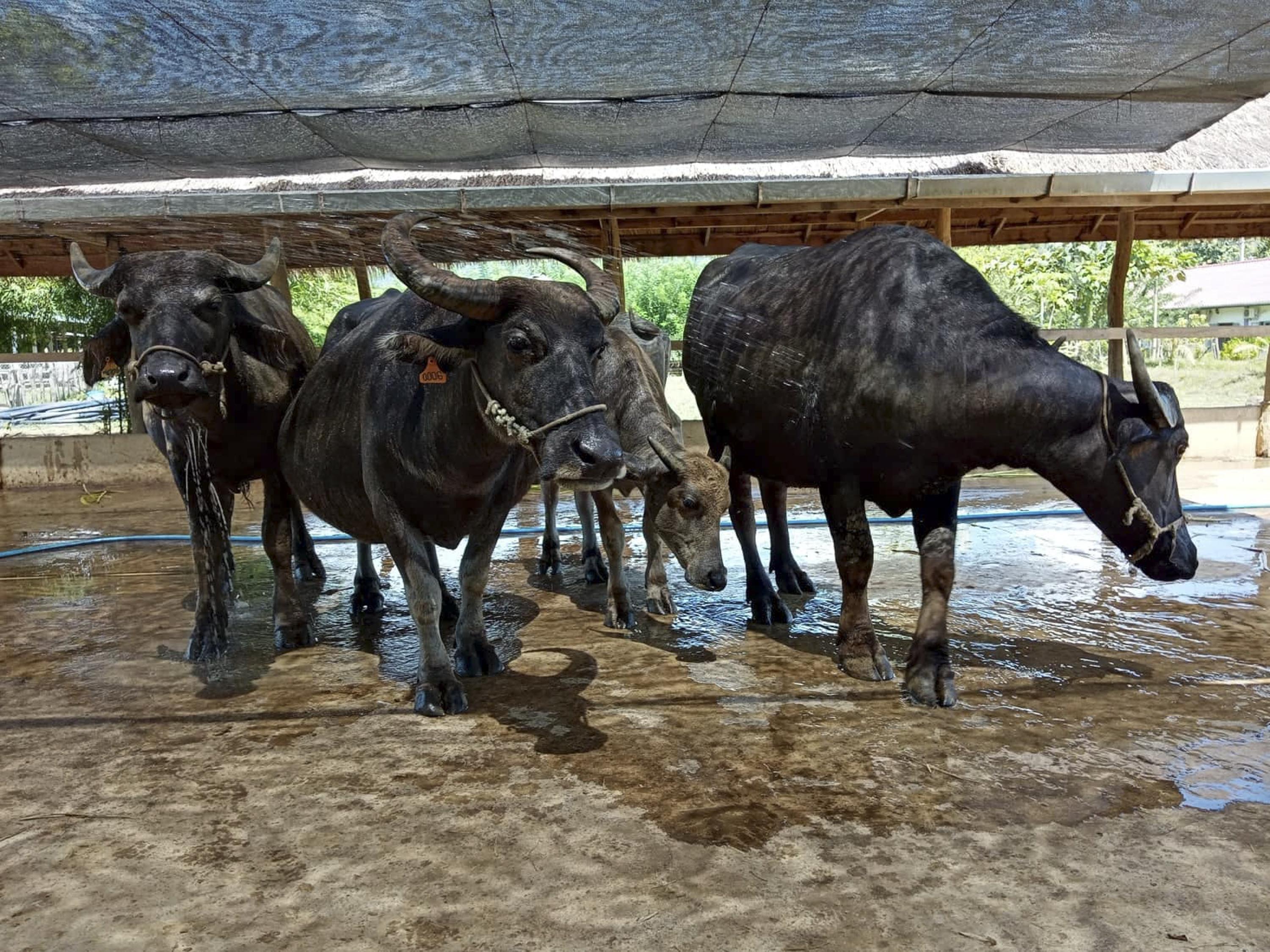 Today, they have 85 buffalo on the farm and hope to increase the number to 150 in 2024.