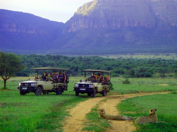 An electric fence runs around the green's perimeter to keep out more dangerous local wildlife such as cheetah, which roam the Entabeni Safari Conservancy, where the resort's main course is situated. 